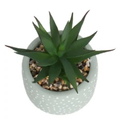 Small Succulent - Green -Keter Store 12909501 6844869235562523