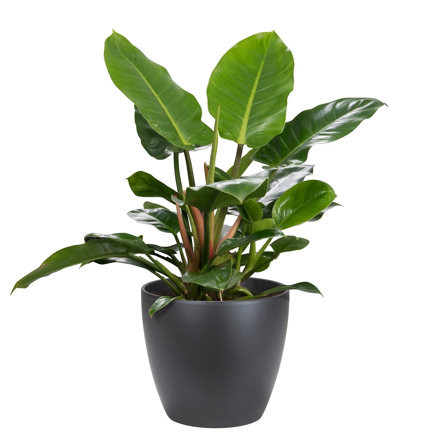 Scheurich Black Indoor Pot - 22cm Scheurich Black Indoor Pot - 22cm -Keter Store 13953249 6864987120183587