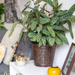 Vintage Allium Patterned Cone Pot - 37cm -Keter Store 13973621 6475011239983391